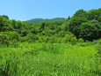 夏の湿原