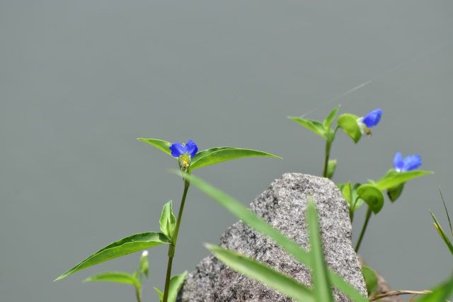 池のほとりの露草