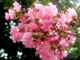 雨上がりの百日紅の花