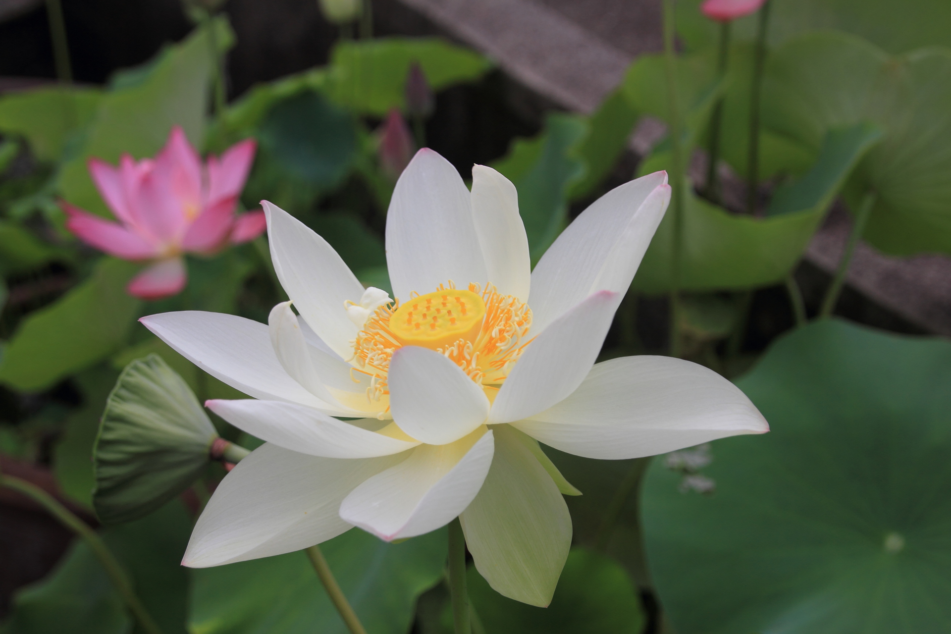 花 植物 蓮の花 壁紙19x1280 壁紙館