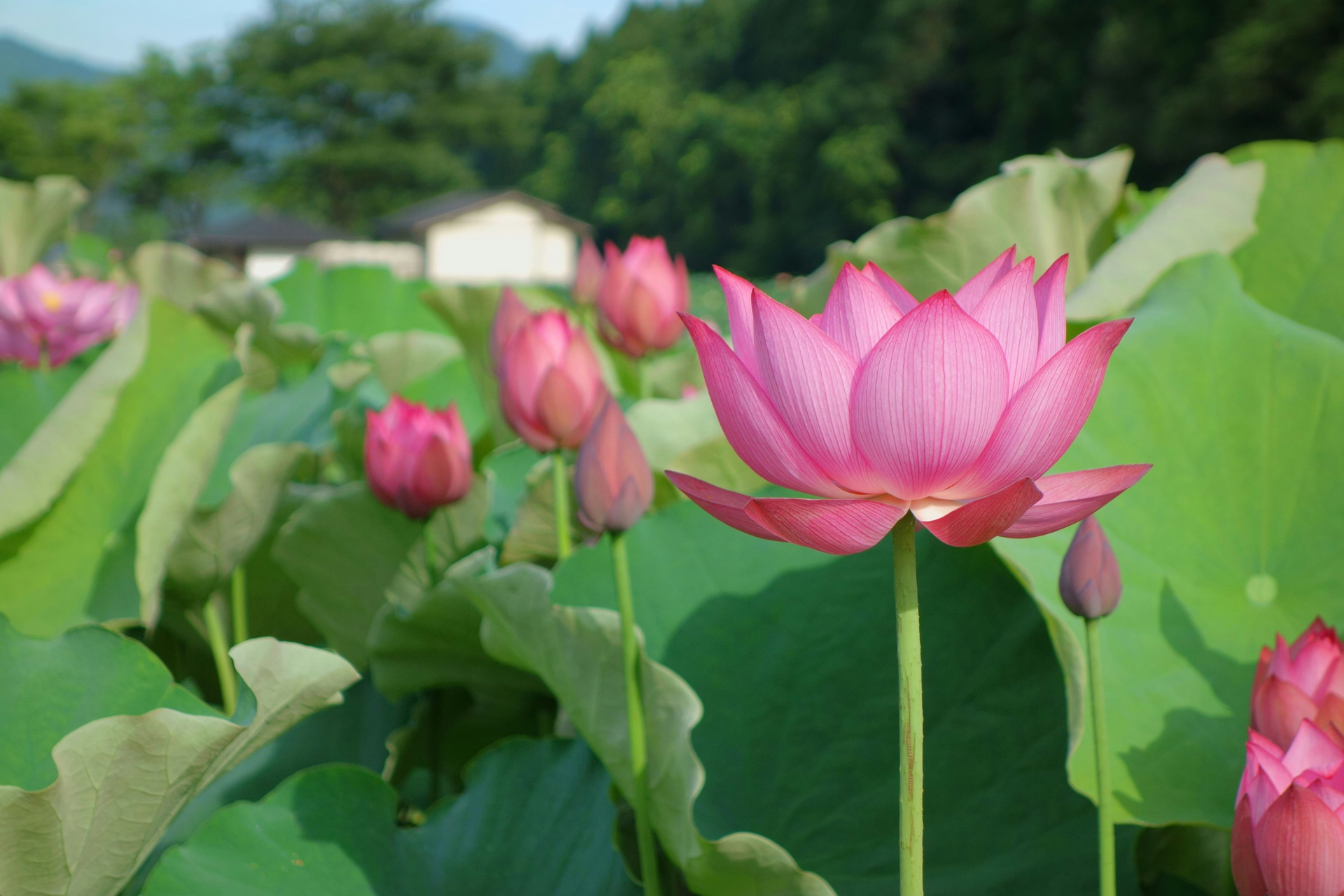 花 植物 美しく咲く毎葉蓮 壁紙19x1280 壁紙館