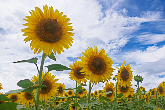 太陽に向かって