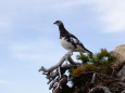 ゲーロの雄雷鳥3