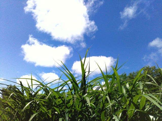 日本の風景 夏空 壁紙館