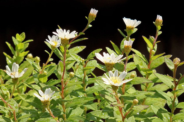 箱根菊