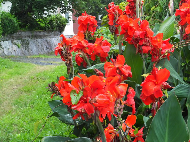 花 植物 夏の赤い花 壁紙館