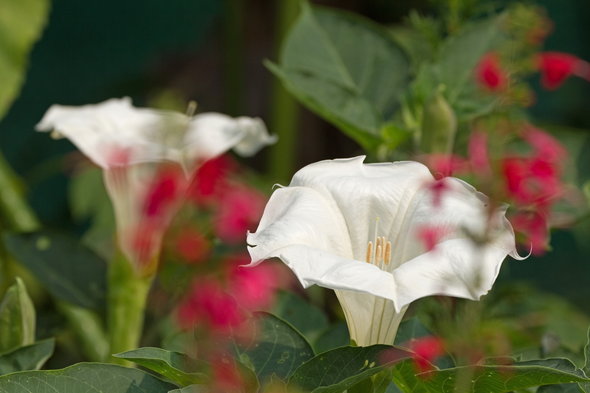 花 植物 朝鮮朝顔 壁紙19x1280 壁紙館