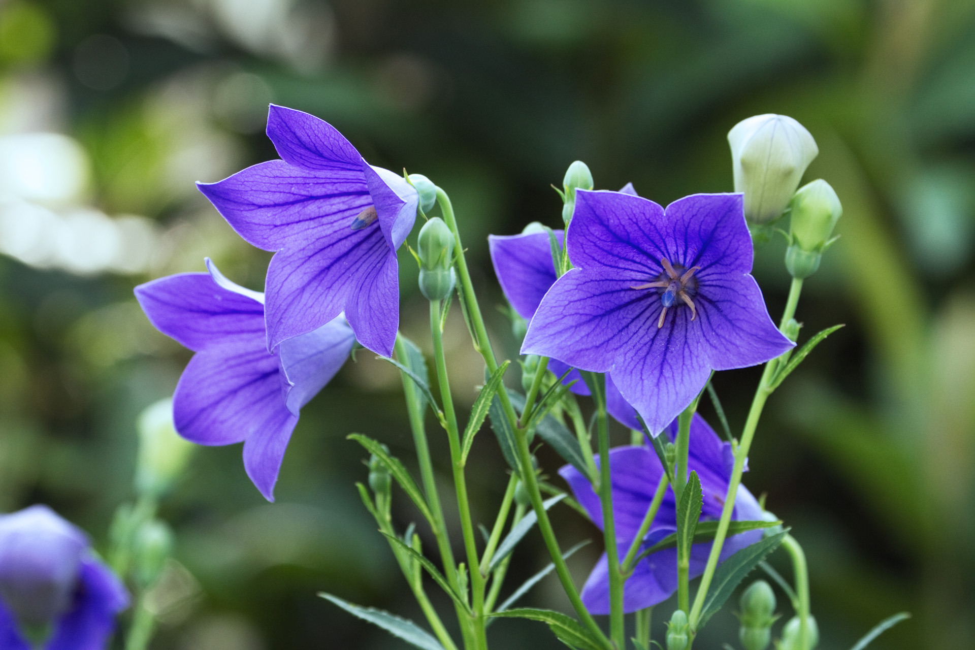 花 植物 桔梗 壁紙19x1280 壁紙館