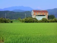 夏の田島川水門と水田