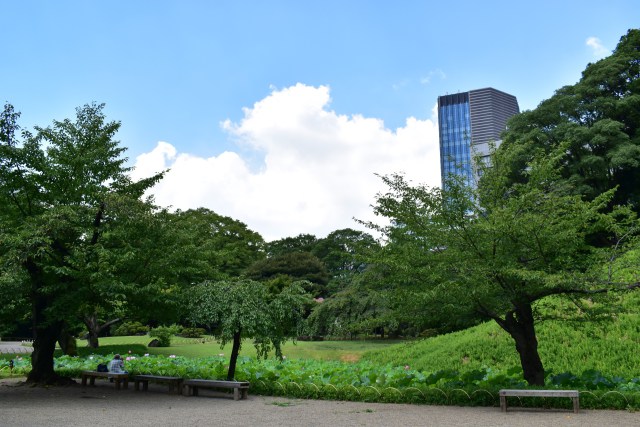 小石川後楽園 蓮池