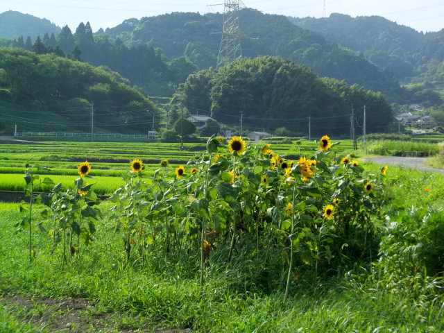 山郷に咲くひまわり