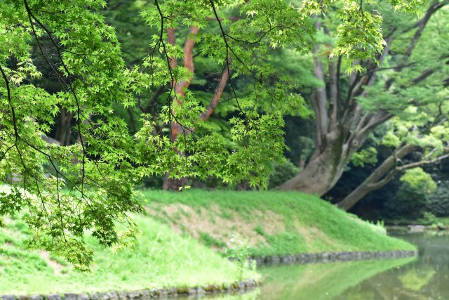 後楽園の青もみじ