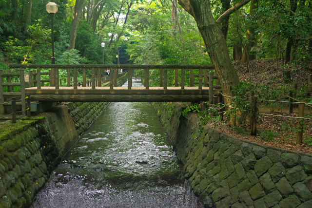 夏の等々力渓谷