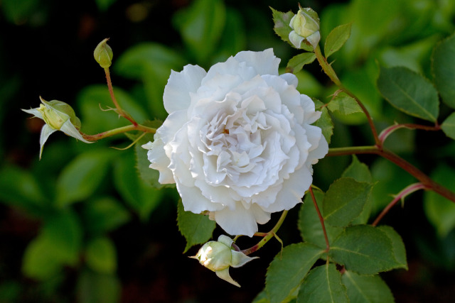 花 植物 ガブリエル 壁紙館