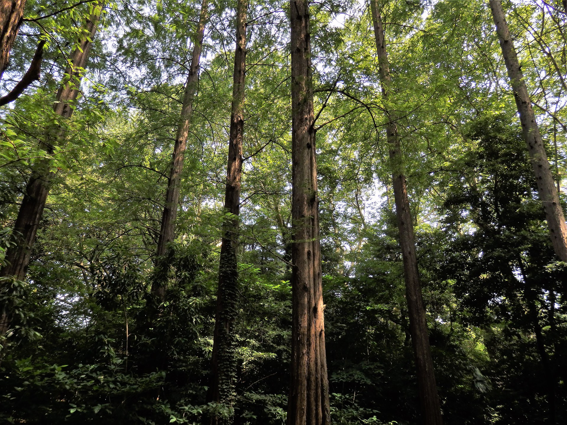 日本の風景 ネタセコイアの林 壁紙19x1440 壁紙館