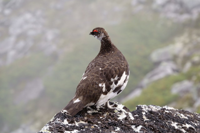 常念岳の雄雷鳥2