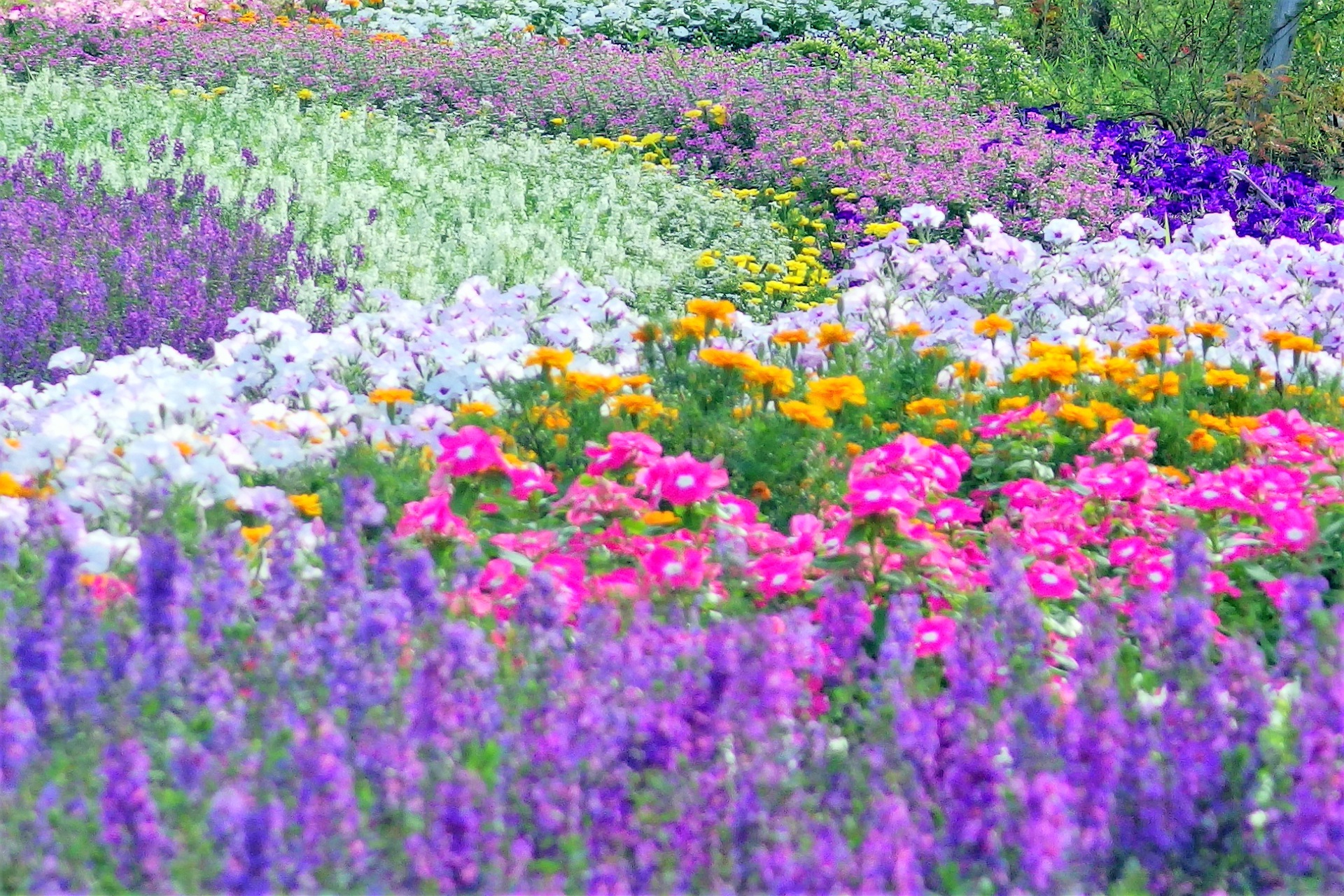 日本の風景 カラフルな花壇 壁紙19x1280 壁紙館