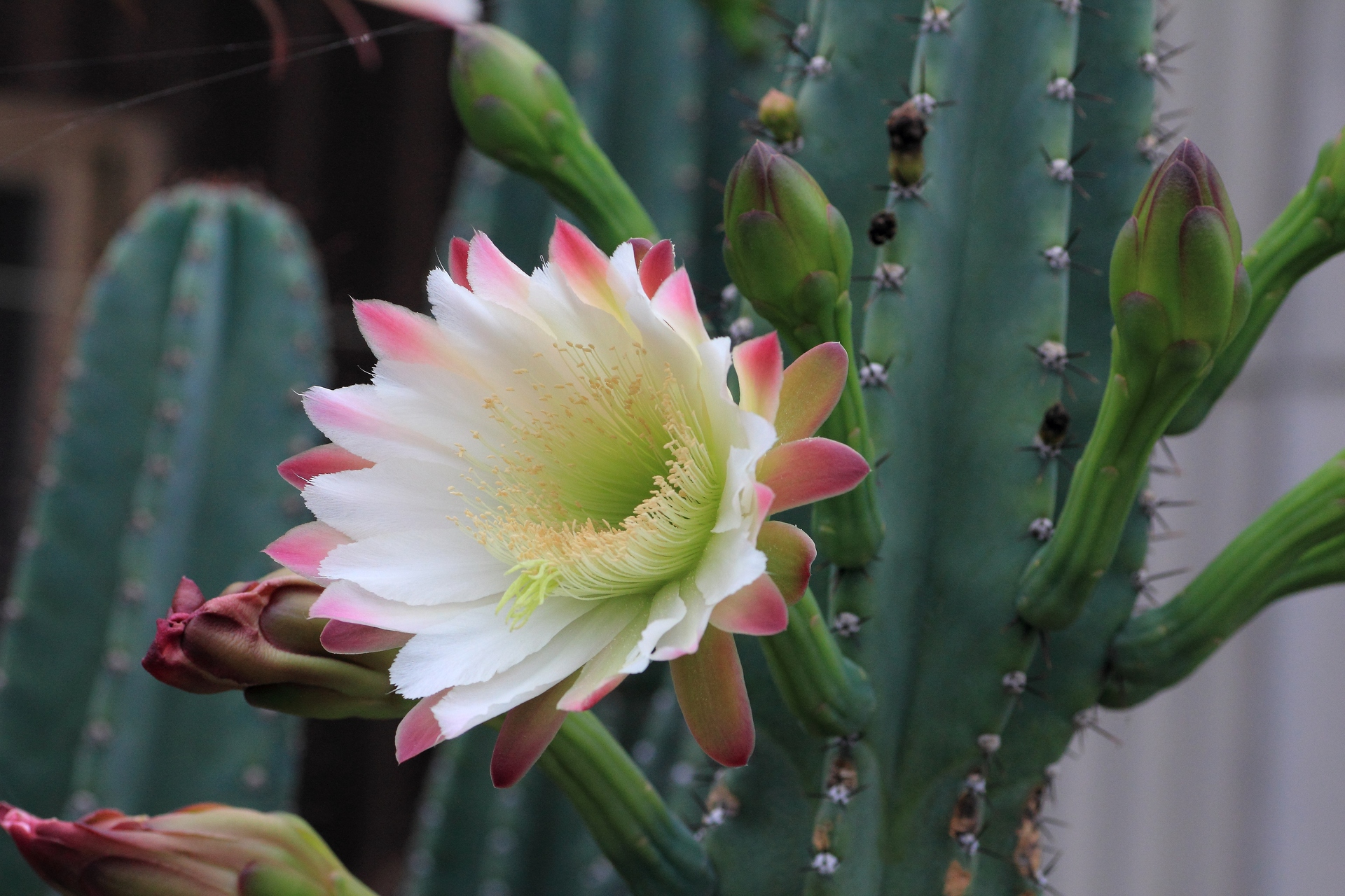 花 植物 サボテンの花 壁紙19x1280 壁紙館