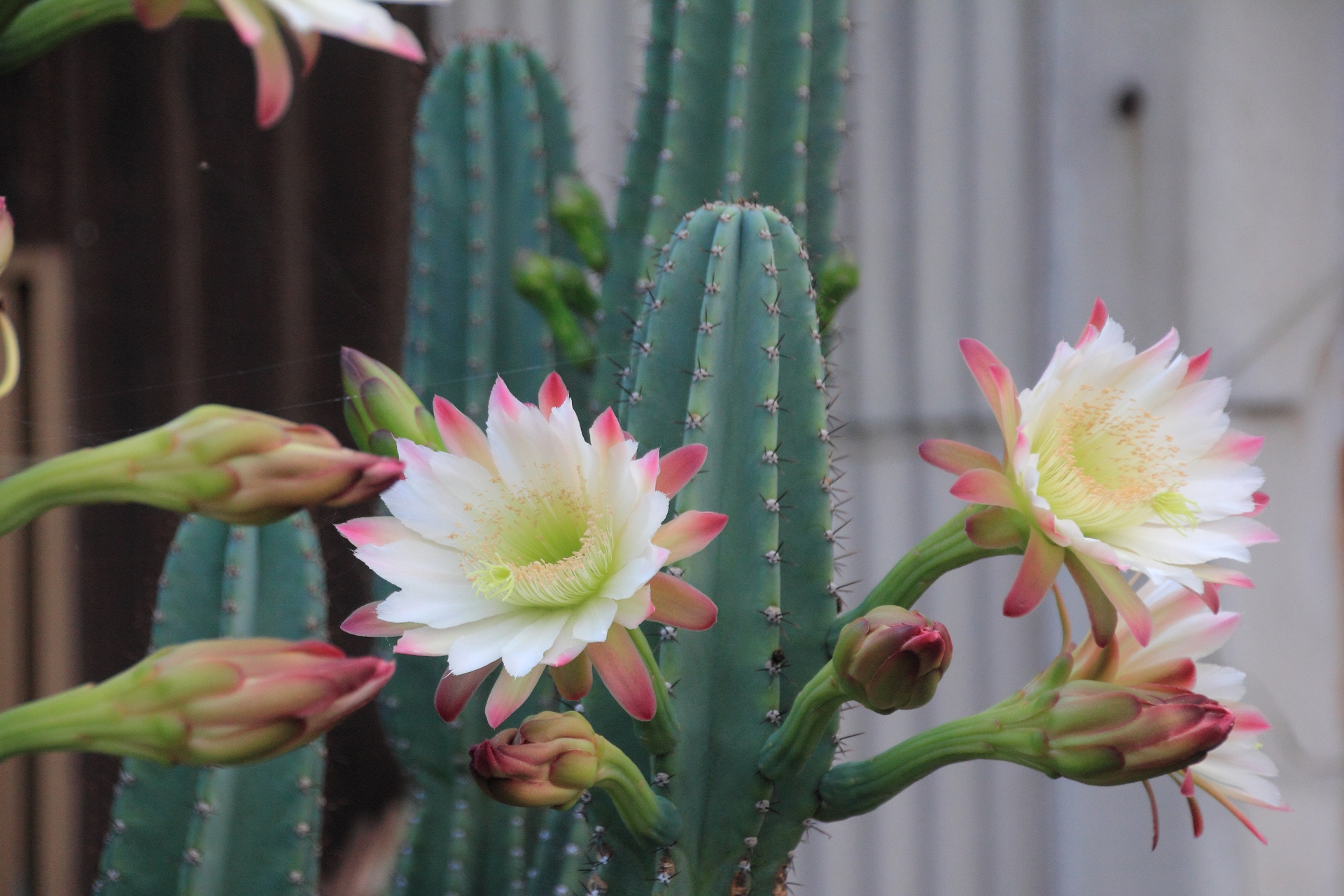 花 植物 早朝に咲くサボテン 壁紙19x1280 壁紙館