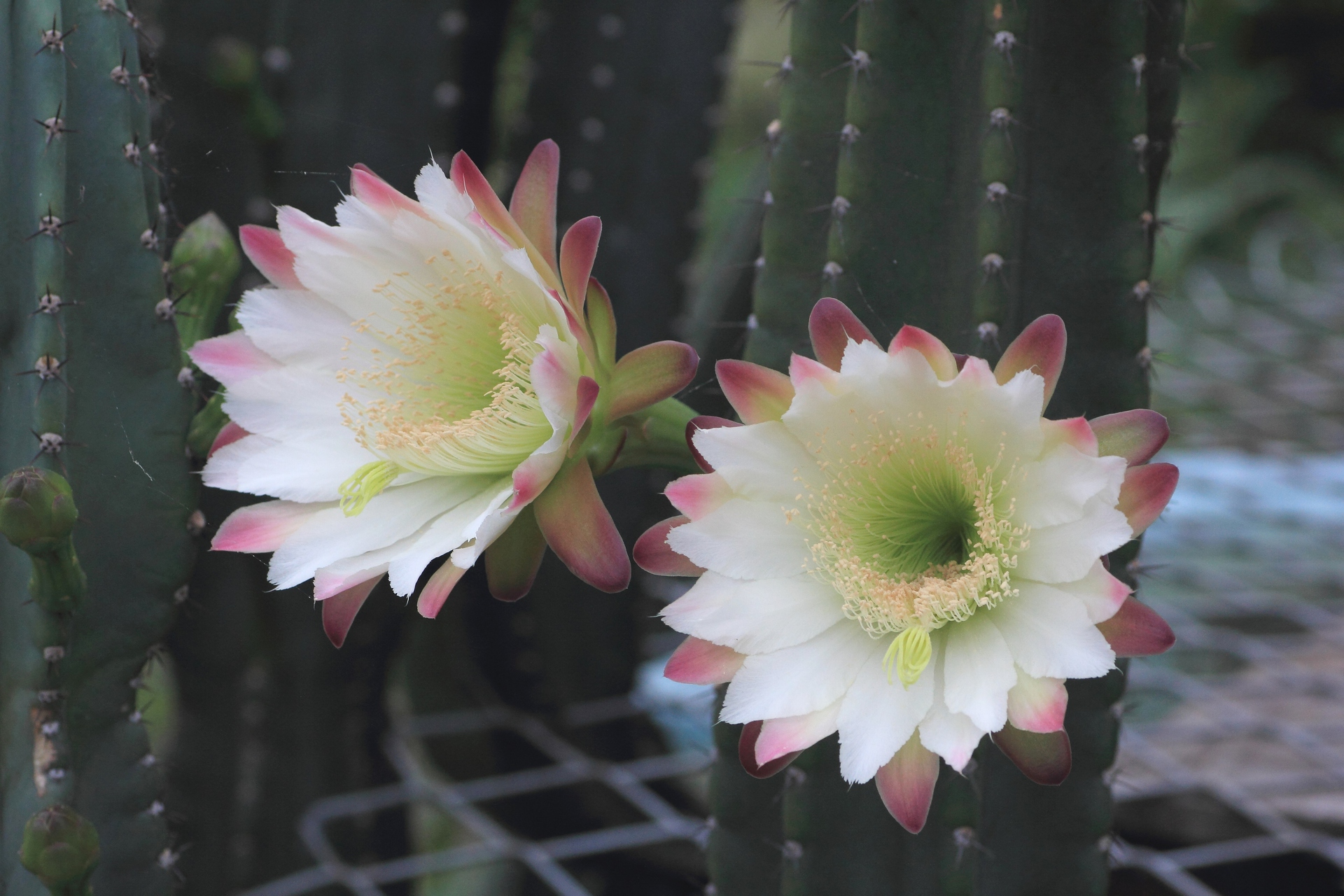 花 植物 サボテンの花 1 壁紙19x1280 壁紙館