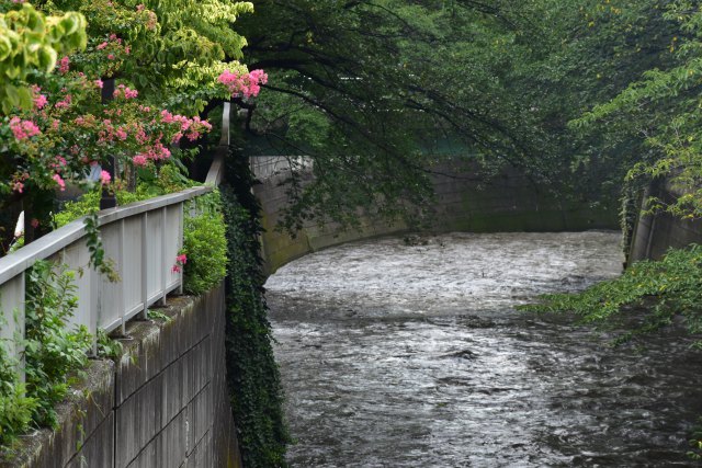 水かさが増した神田川