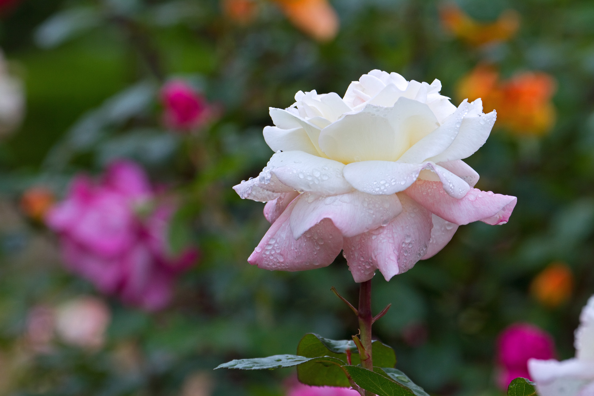 花 植物 プリスタイン 壁紙19x1280 壁紙館