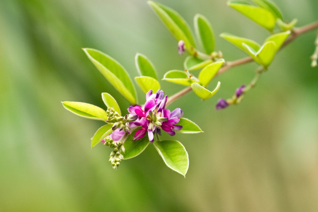 萩の花