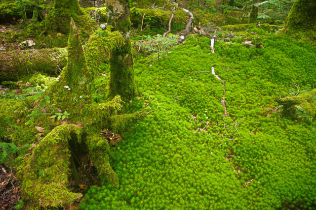 苔むす森