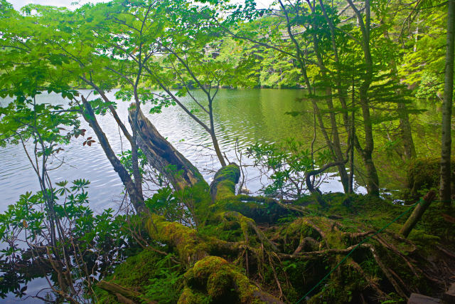 白駒池 湖畔の風景