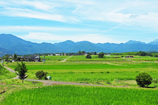 夏の田園風景