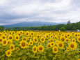 花の都公園のひまわり