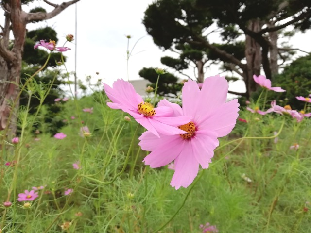 秋桜の内輪揉め