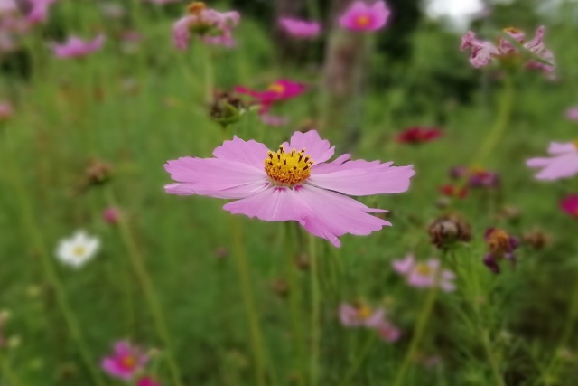 秋桜