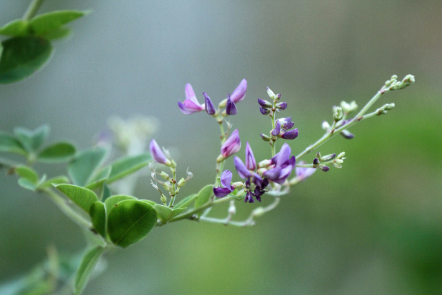 萩の花