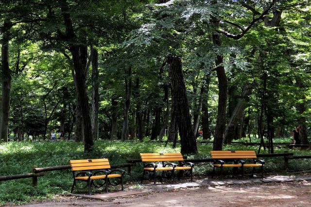 井の頭公園のベンチ