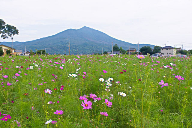 筑波山とコスモス