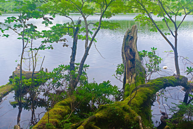 白駒池 湖畔の風景