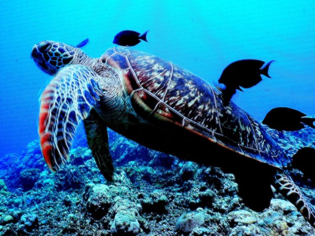 魚 水生生物 ウミガメ 壁紙館