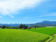 夏の田園風景3