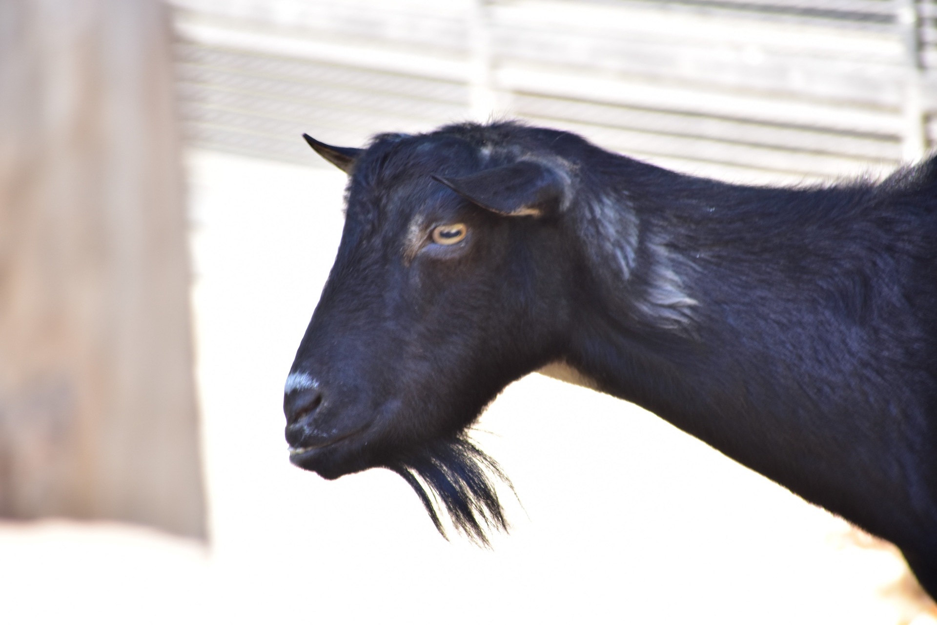 動物 その他 黒ヤギさんからお手紙着いた 壁紙19x1280 壁紙館