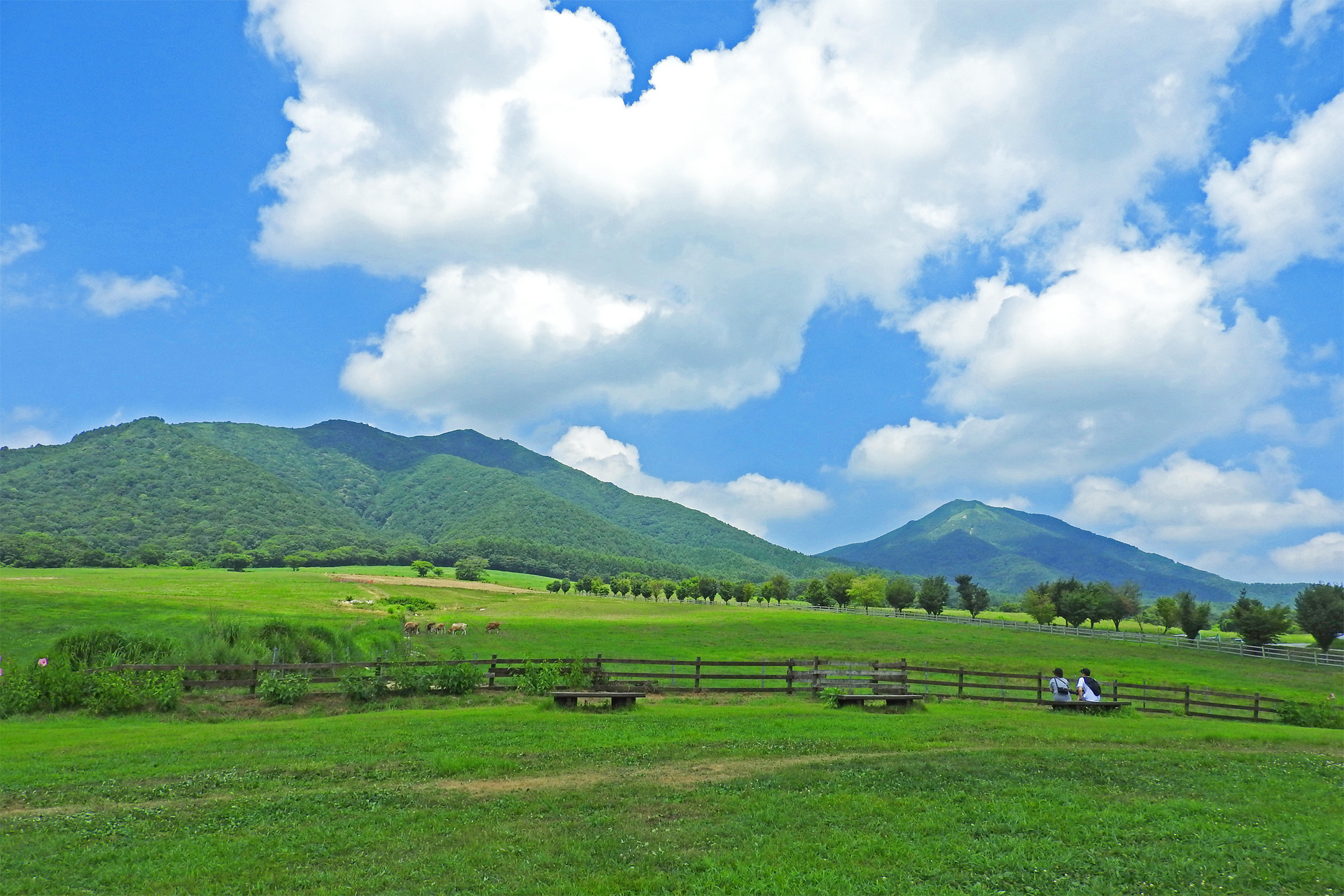 日本の風景 夏の蒜山高原5 壁紙19x1280 壁紙館