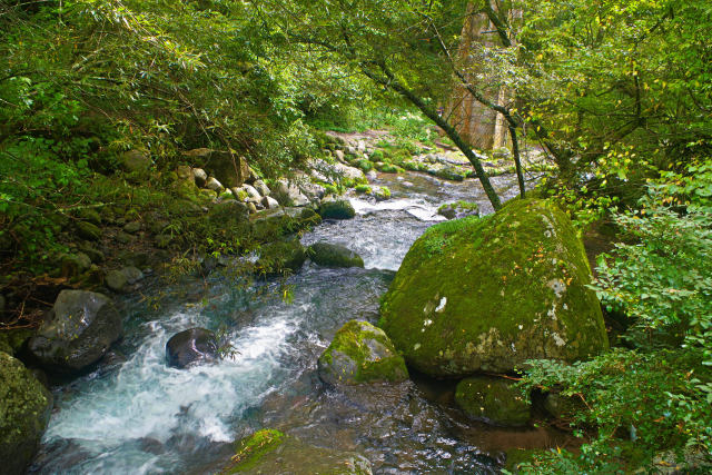 夏の川俣川渓谷