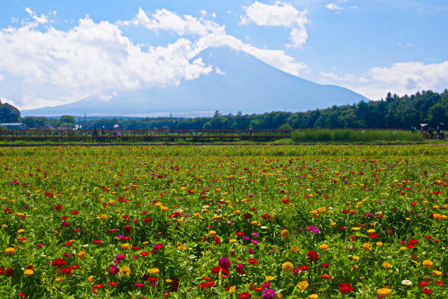 富士山と百日草