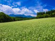 戸隠高原そばの花