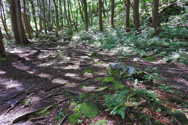 木漏れ日の山道