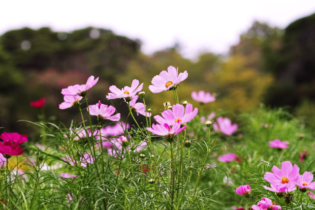 散歩道の花 1809-3-1