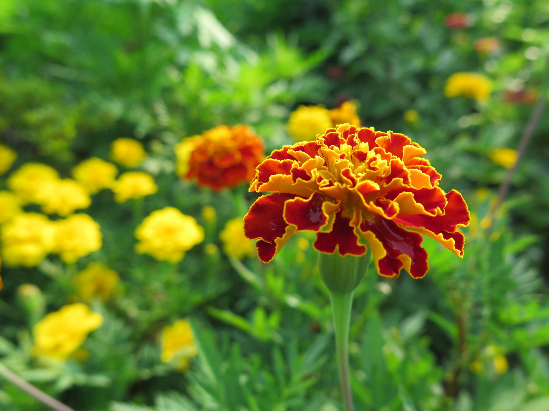 花 植物 マリーゴールド 壁紙19x1440 壁紙館