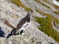 白馬岳の雄雷鳥5