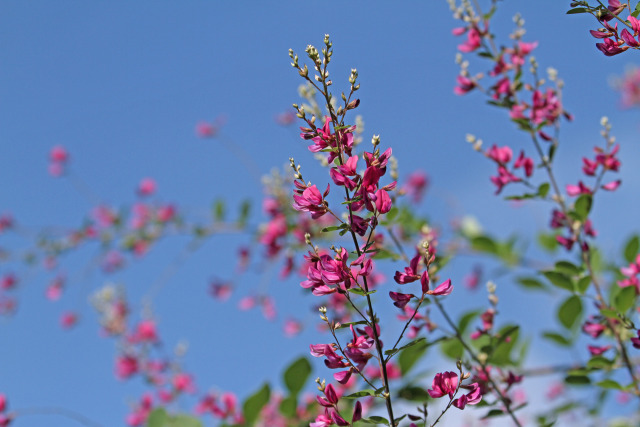 萩の花