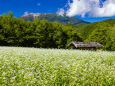 開田高原のソバの花と御嶽山